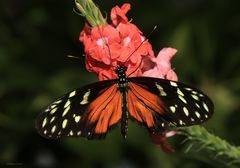 Schmetterling-Tarricina Long Wing- Tithorea tarricina