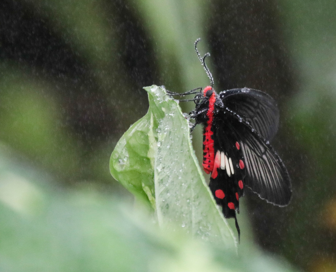 Schmetterling Tauregen