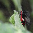 Schmetterling Tauregen