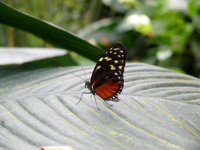 Schmetterling Teil 2