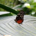 Schmetterling Teil 2