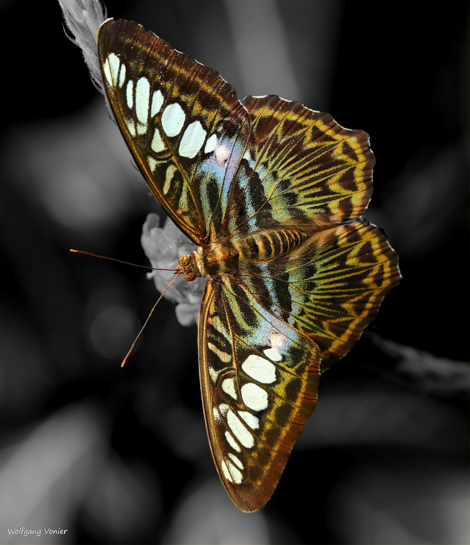 Schmetterling - The Clipper Pathenos Sylvia violaceae