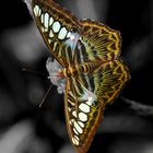 Schmetterling - The Clipper Pathenos Sylvia violaceae