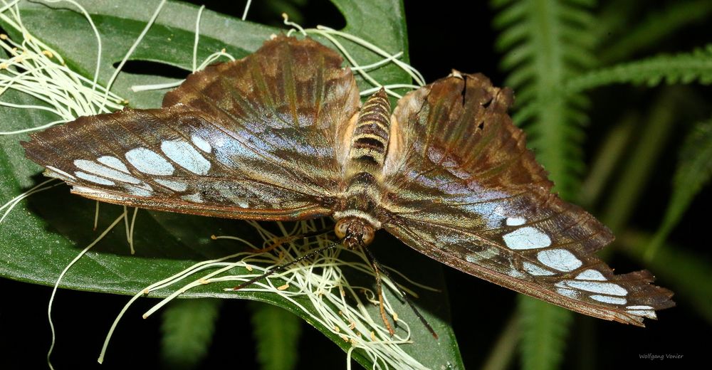 Schmetterling- The Clipper (Pathenos Sylvia violaceae)