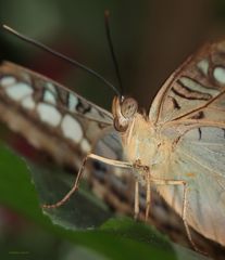 Schmetterling-The Clipper Phatenos Sylvia violaceae