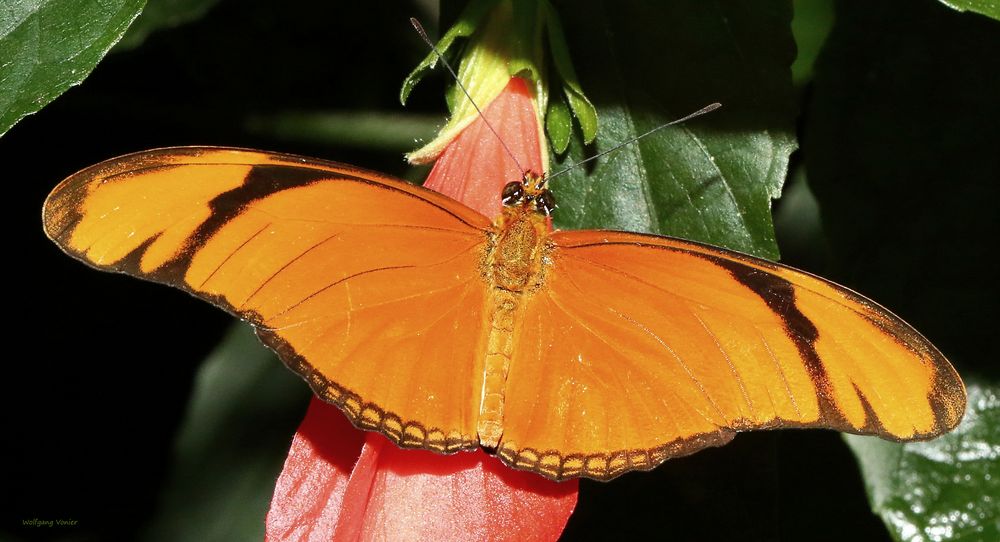 Schmetterling-The Flame ( Dryas julia )