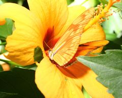 Schmetterling -The Flame- Dryas julia