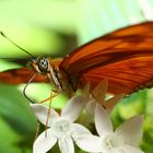 Schmetterling -The Flame- Dryas julia