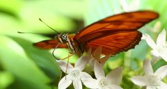 Schmetterling -The Flame- Dryas julia