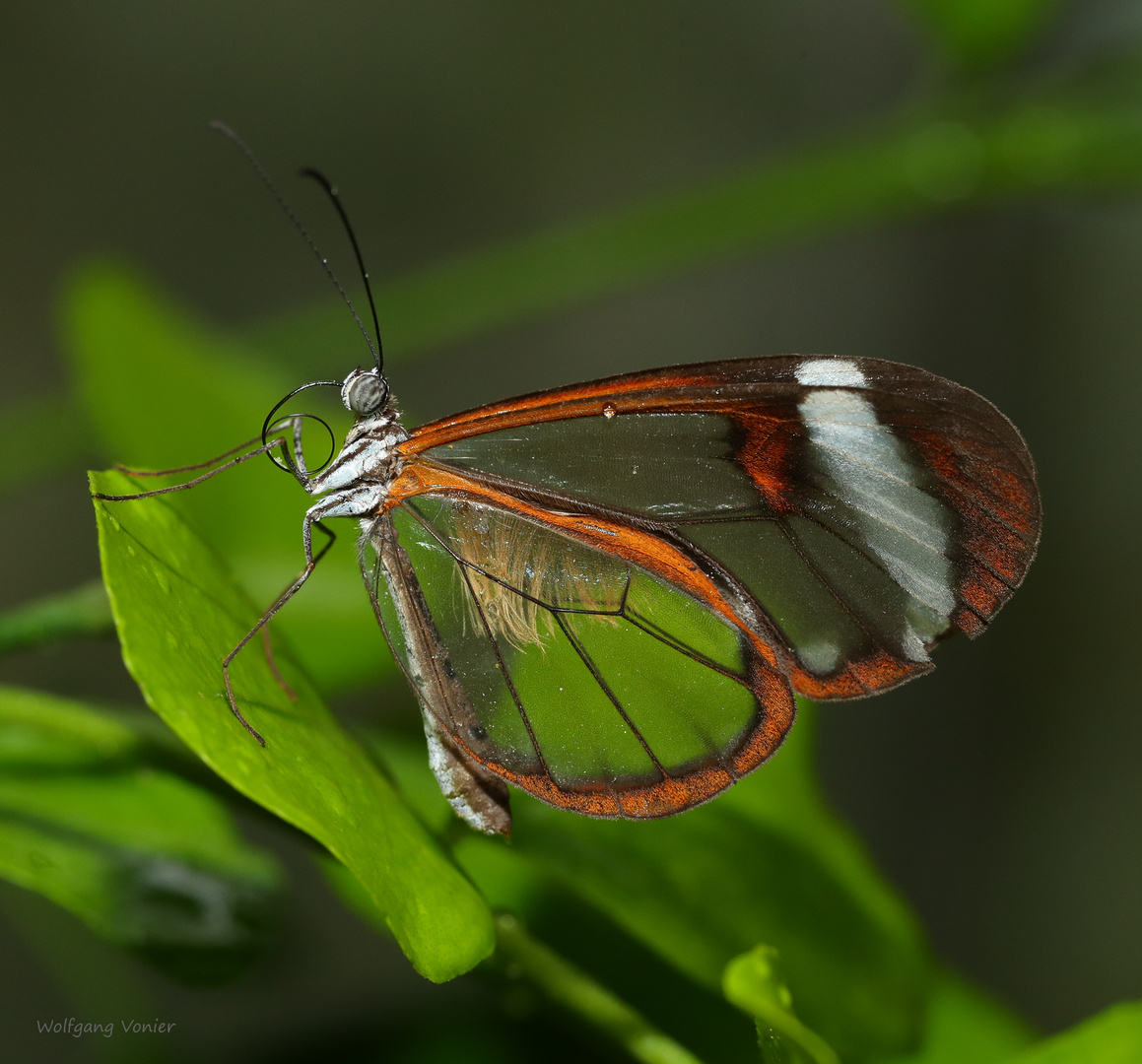 Schmetterling -The Glass Wing Greta oto 