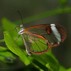 Schmetterling -The Glass Wing Greta oto 