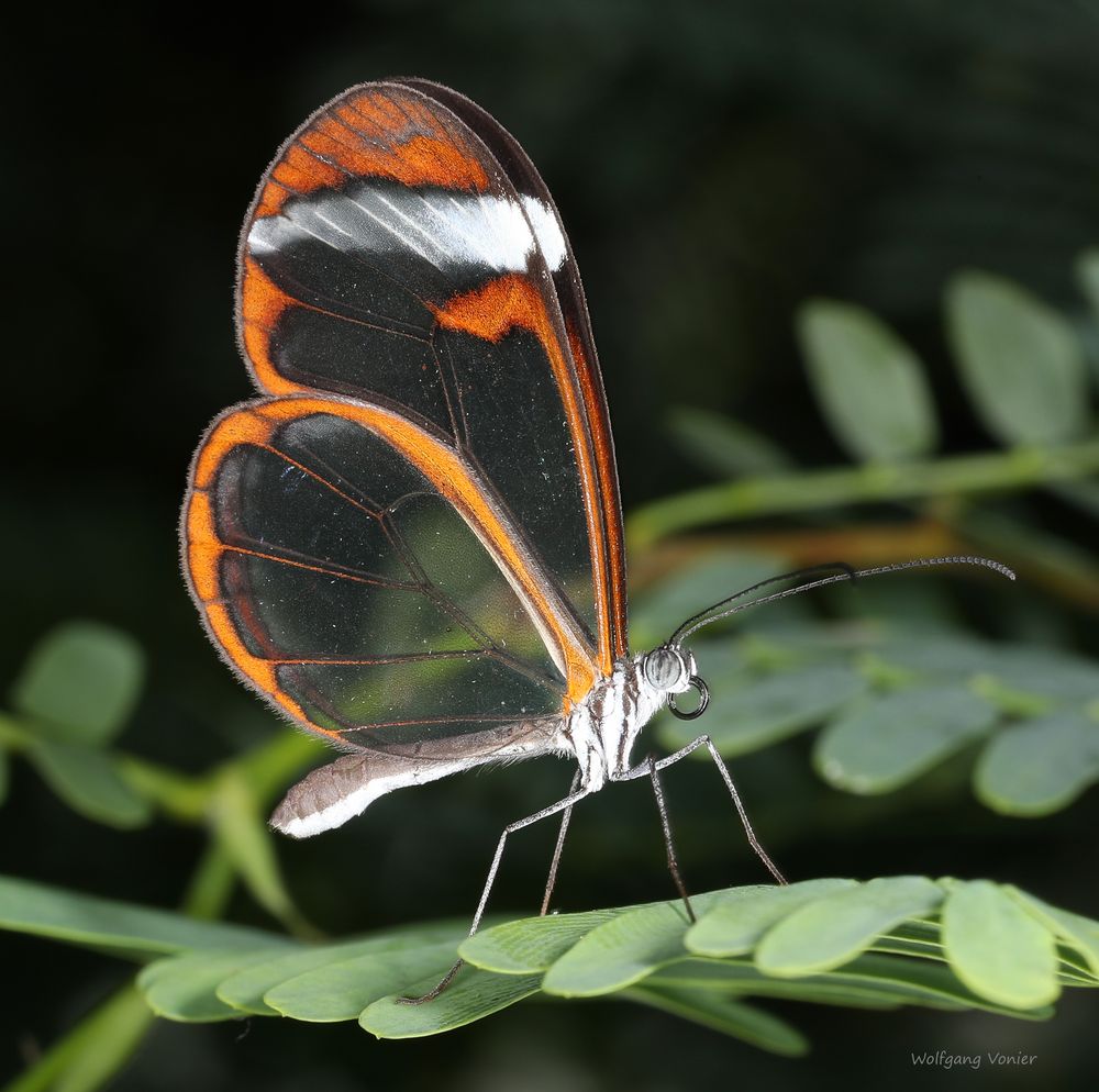 Schmetterling -The Glass Wing Greta oto 