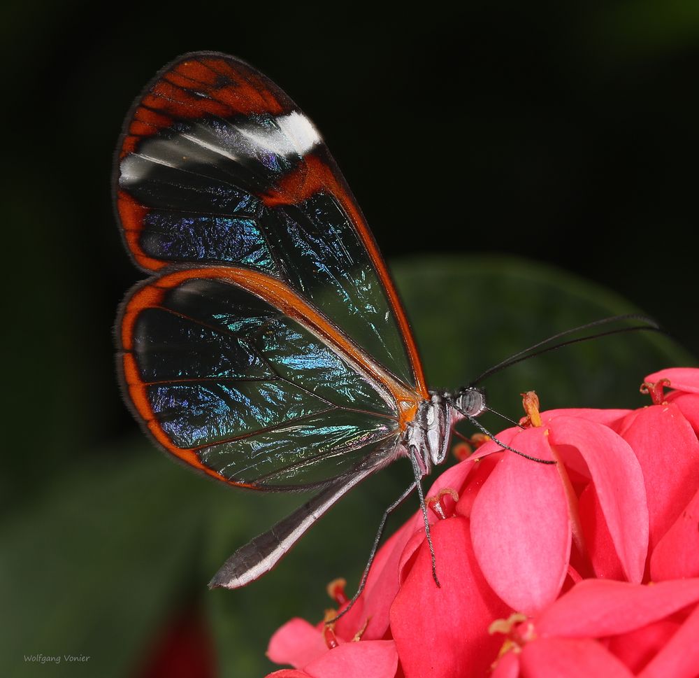 Schmetterling-The Glass Wing Greta oto 