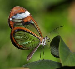 Schmetterling The Glass Wing-Greta oto