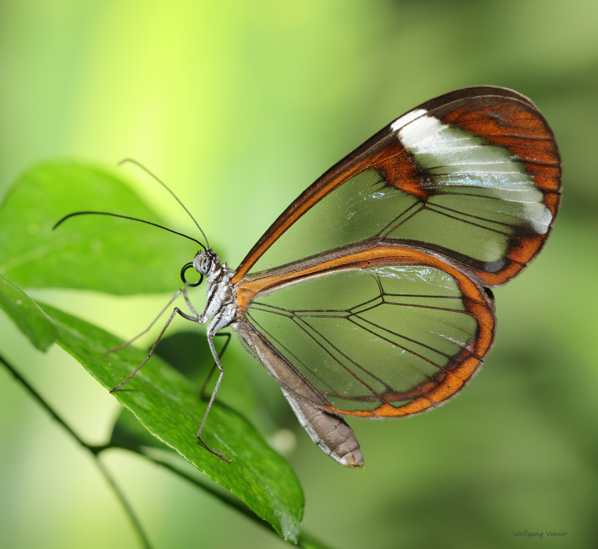 Schmetterling-The Glass Wing Greta oto