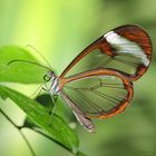 Schmetterling-The Glass Wing Greta oto