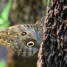 Schmetterling Tiergarten Nürnberg