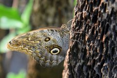 Schmetterling Tiergarten Nürnberg