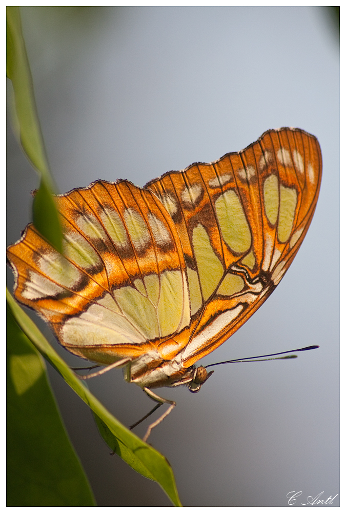 Schmetterling Tierpark Nürnberg