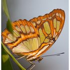 Schmetterling Tierpark Nürnberg