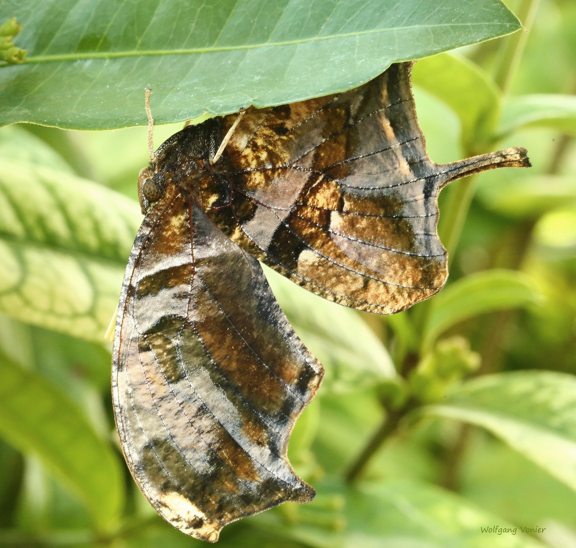 Schmetterling Tiger Leafwing Consul fabius