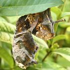 Schmetterling Tiger Leafwing Consul fabius