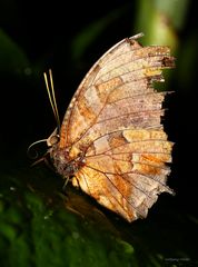 Schmetterling-Tiger Leafwing-Consul fabius