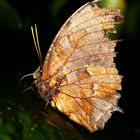 Schmetterling-Tiger Leafwing-Consul fabius