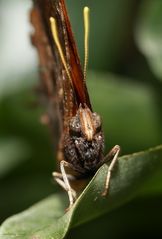 Schmetterling-Tiger Leafwing-Consul fabius Kopfstudie