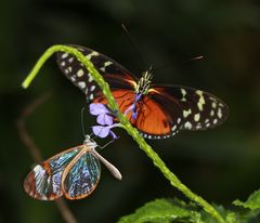 Schmetterling-Tiger Longwing Heliconus hecale mit Glasschmetterling Greta oto