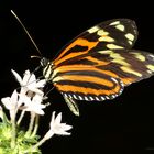 Schmetterling Tiger Passionsfalter