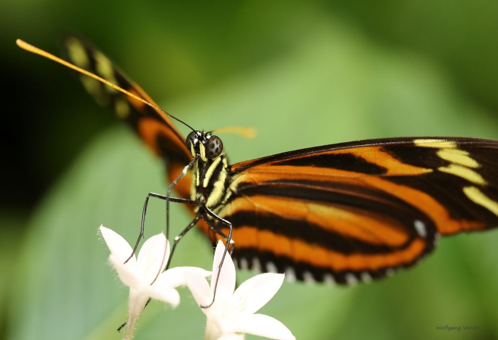 Schmetterling Tiger Passionsfalter