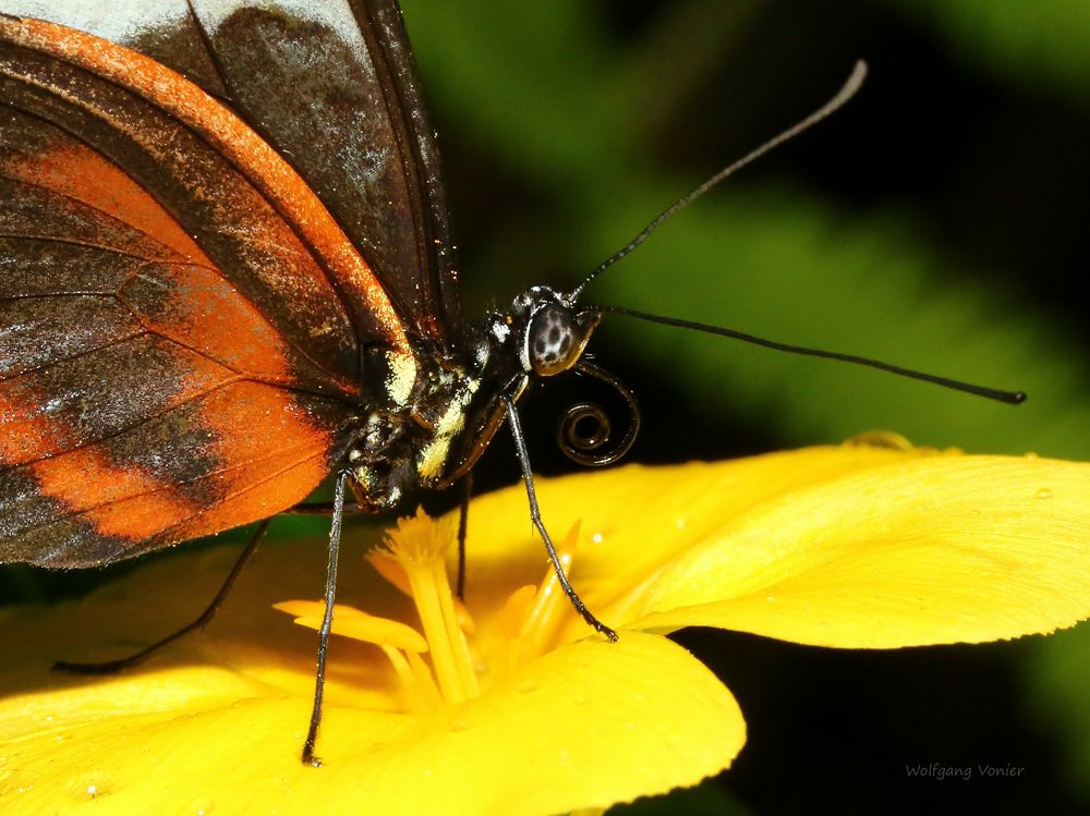 Schmetterling -Tiger-Passionsfalter- Heliconius ismenius