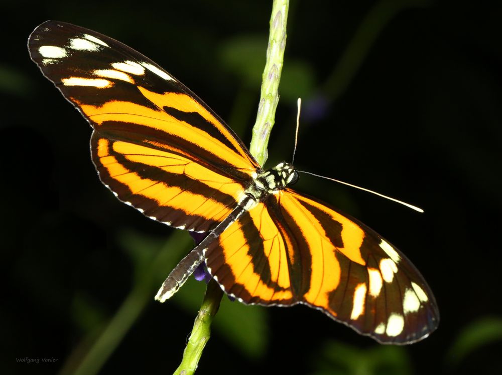 Schmetterling -Tiger-Passionsfalter- Heliconius ismenius