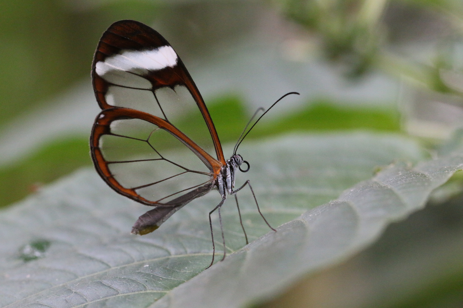 Schmetterling transparent
