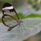 Schmetterling transparent