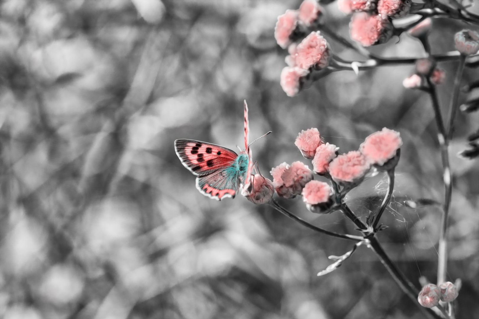 Schmetterling Traum