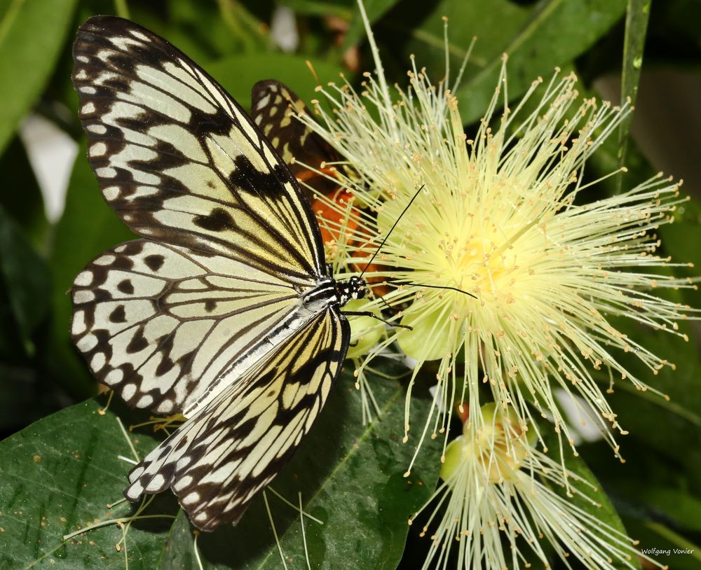 Schmetterling -Tree Nymph-Idea leuconoe