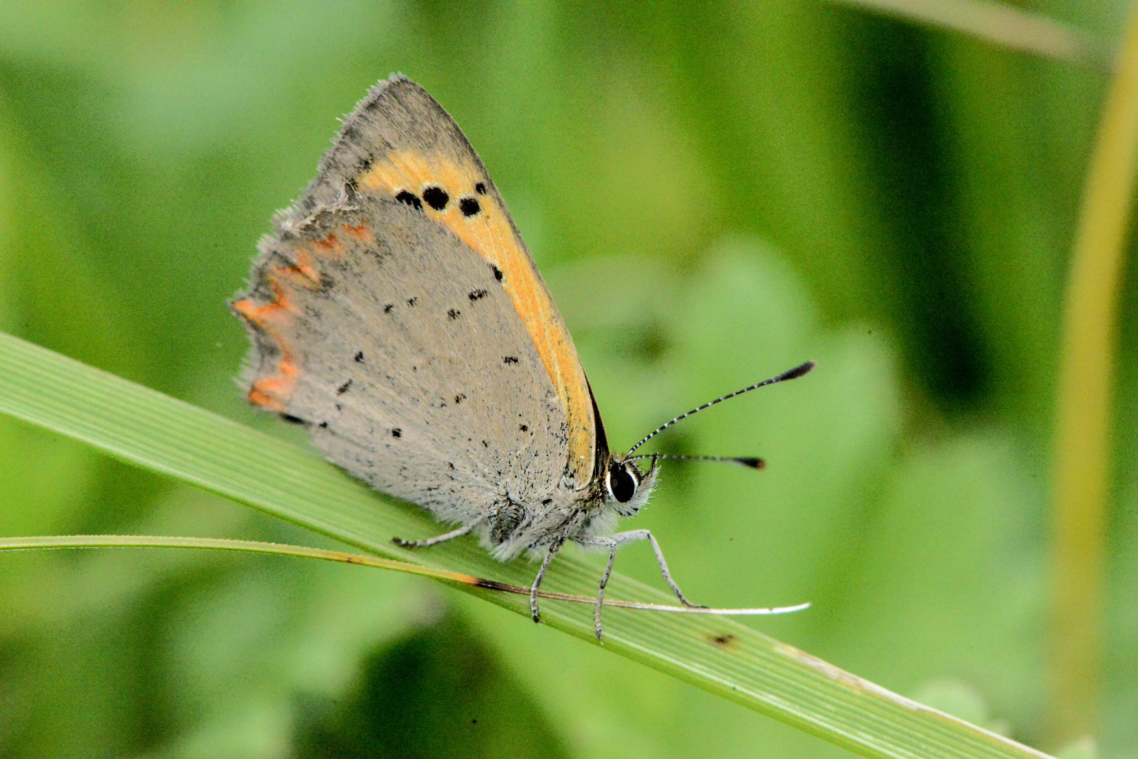 Schmetterling Treff