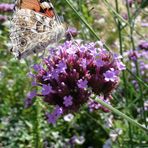 Schmetterling trifft Blüte