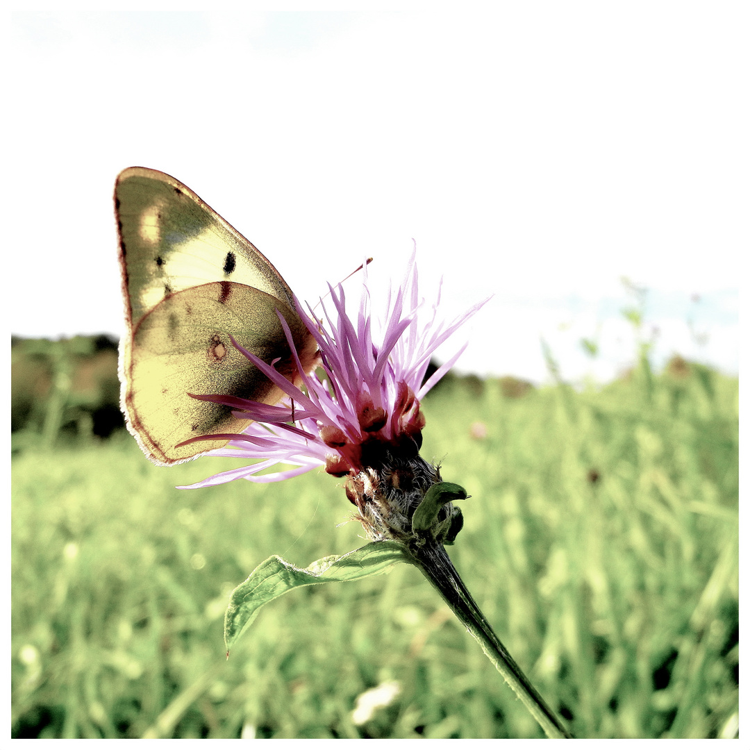 Schmetterling trifft Blume