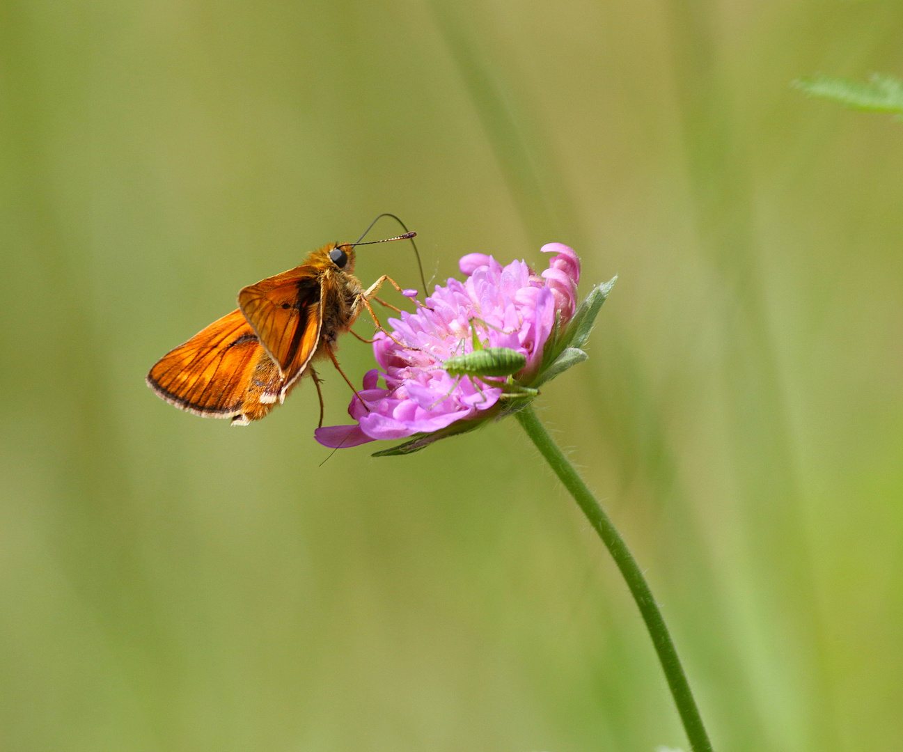 Schmetterling trifft Grashüpfer