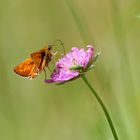 Schmetterling trifft Grashüpfer