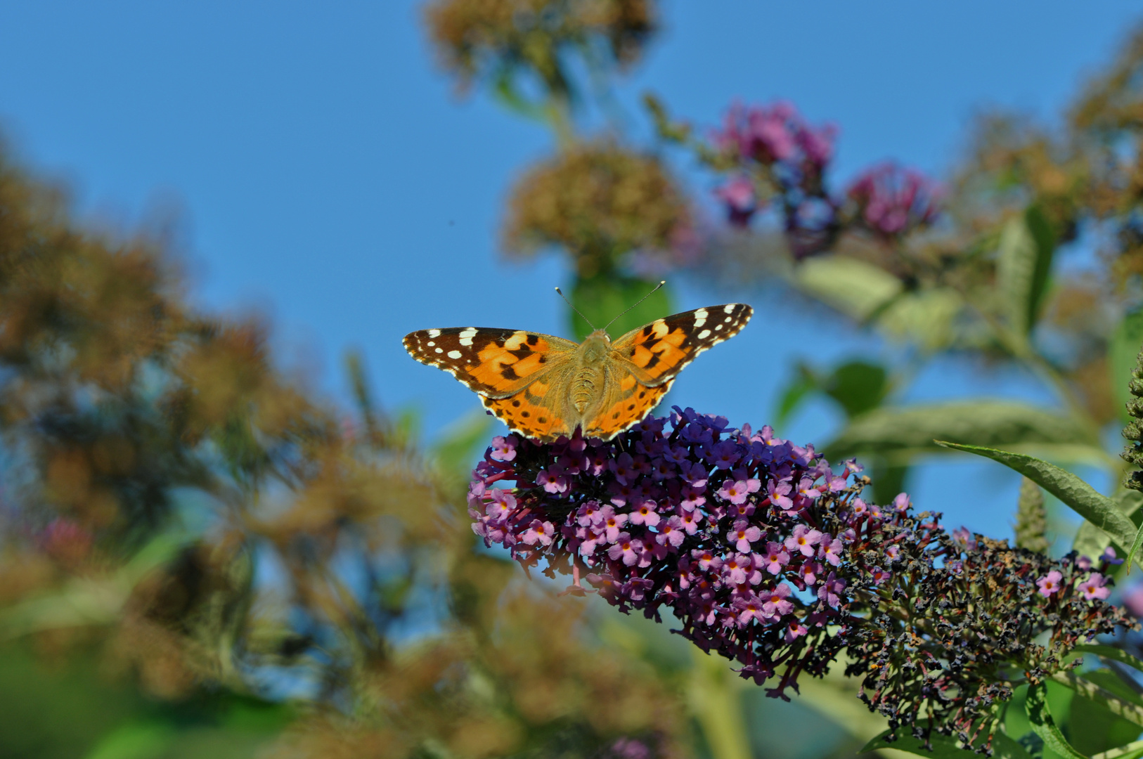 Schmetterling trifft Schmetterlingsflieder