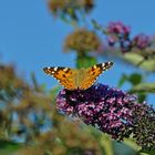 Schmetterling trifft Schmetterlingsflieder