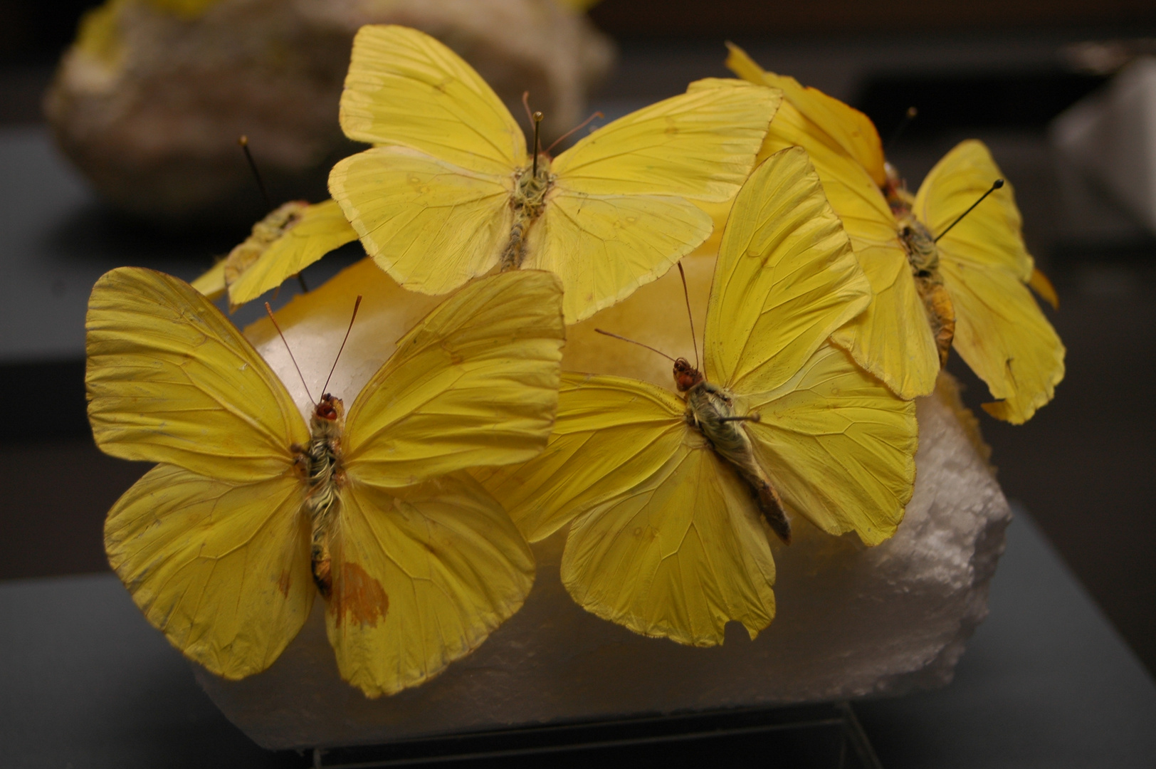 Schmetterling trifft Terra Mineralia...