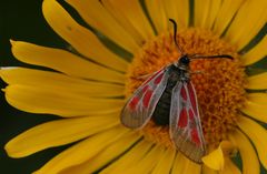 Schmetterling trinkt in Arnikablüte