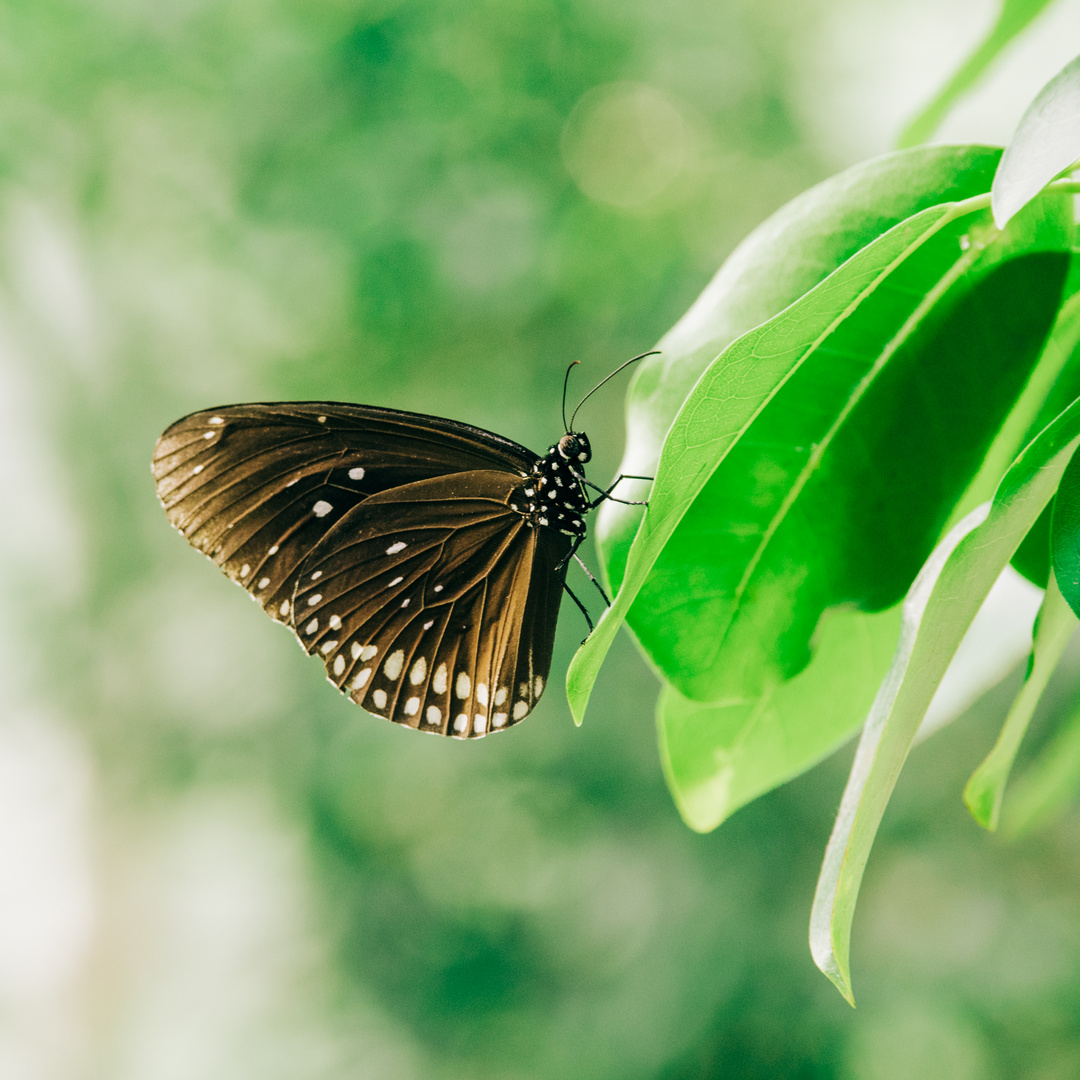 Schmetterling Tropenhaus Mannheim Luisenpark 3 2019