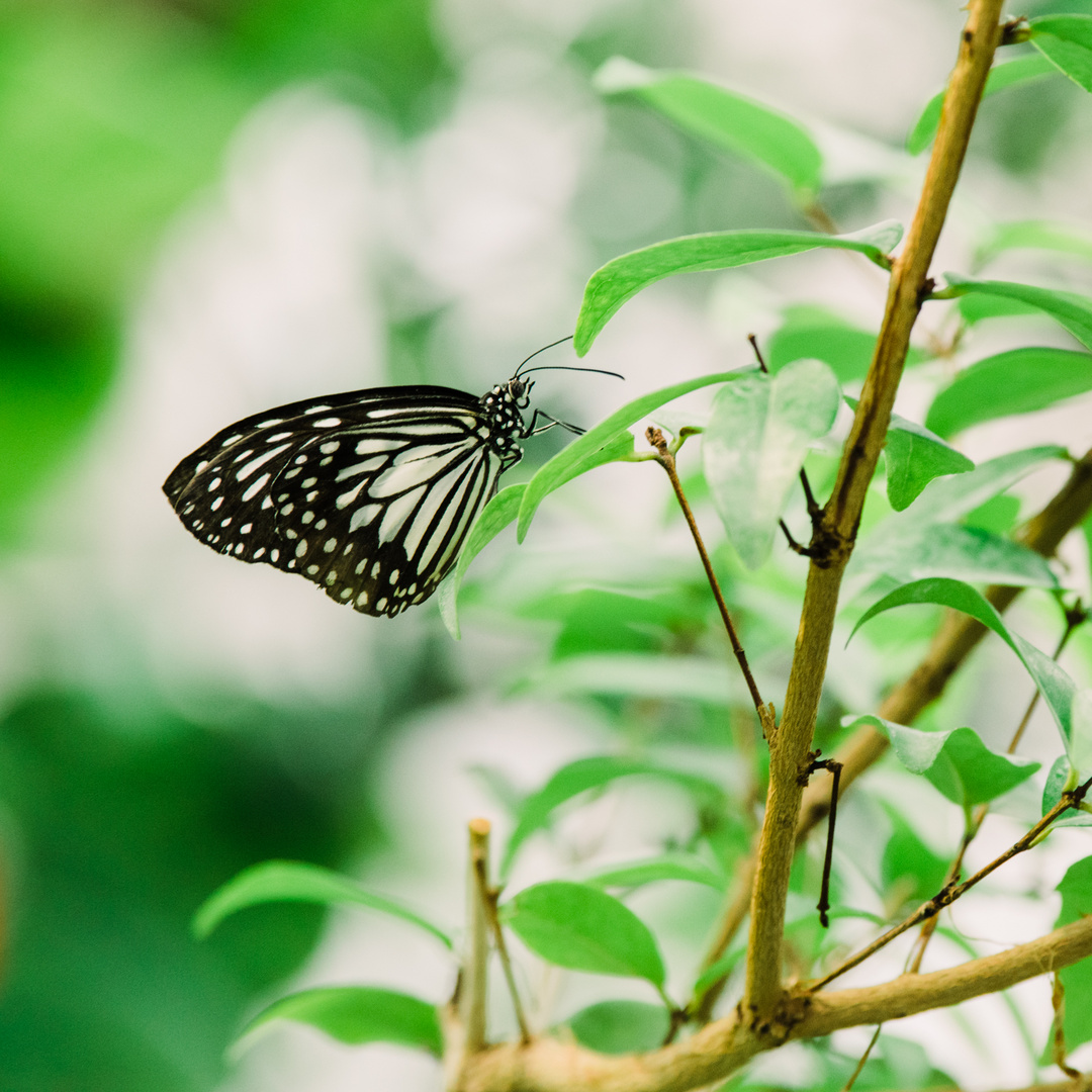 Schmetterling Tropenhaus Mannheim Luisenpark 4 2019