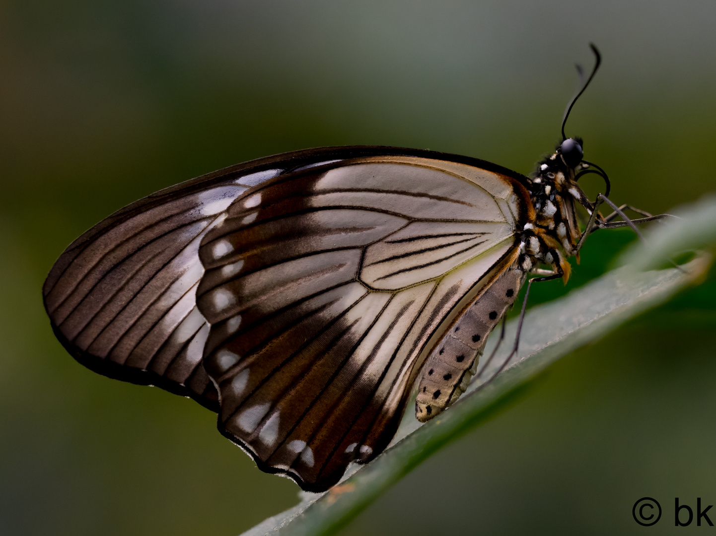 Schmetterling - tropischer Falter -